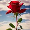 user18183972532034