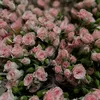 e.bradost