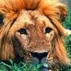 tarik.adam8