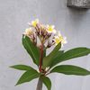.rupkotha22