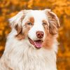 lewistheaussie