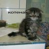 kuchikiqqe