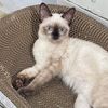 lilothesiamesecat