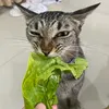 yelly.beansy