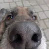 toka_janet