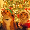 crishmascat12