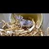 the.rodent.lady