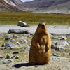 obesemarmot39