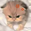 jiejie30512