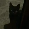 catcoffee00