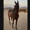 fahad.faisalf15