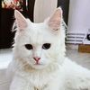 alinaalinuta934