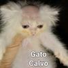 el.gato.calvo5