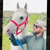 agha505horse