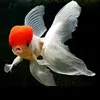 aquadz16