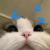 phungdzs1