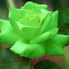 greenflower.greenflower2