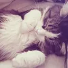rksypshaa