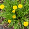 dandelions0124