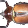 giannipuleggia