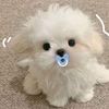 tasia_2600