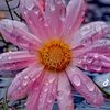 heba.564
