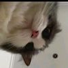 gatau449_