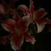 ijdf63