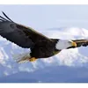 iraqbird1