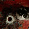 shahd.daia