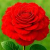 hamid.seelro