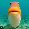 random.fish25