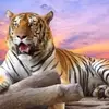 harimau.harimau3