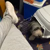 iole_the_dog