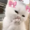 jujudu.pix