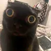 thicao084