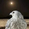 .gfbjmbj