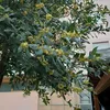 robycorongiu