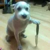 ajegquqlq