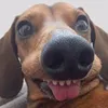 zosialovedogz