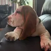 Dug