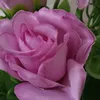 aaaadv82
