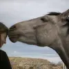 🐴💗