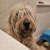 lucky.the.goldendoodle