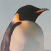 .penguinos