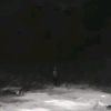 _excotic.icarus