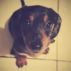 dogblacktrunk