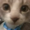 tchii__214k