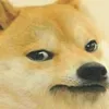 rs_doge2