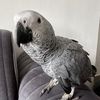 sonictheparrot